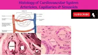 #Anatomy #mbbs #education
