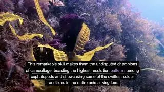 How an Octopus changes colour!