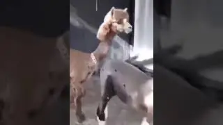 MacGruber in the animal world 🤣