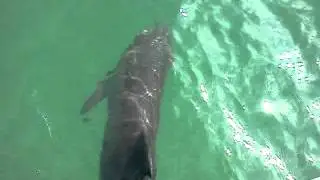 Dolphin Encounter Key West