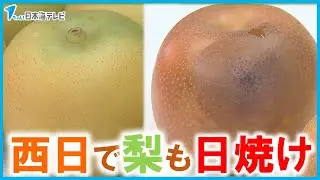 【旬の味覚にも異変】「ちょっと異常ですもんね。普段通りになってほしい」　季節外れの暑さ　西日によって梨の一部が変色…　鳥取県鳥取市