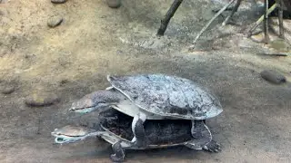 turtle intercourse 🐢