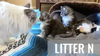 SKOGBERG CATTERY | NORWEGIAN FOREST CATS. 'August Name Day' Litter N - Week 4.5. It's Bed Time!