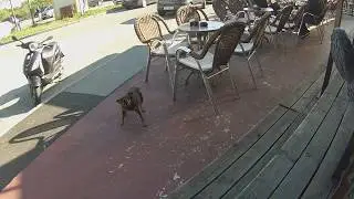 Man Vs Dog barking and growling competition