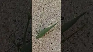 Big green insect looks like Neoconocephalus ensiger #katydid #grasshopper