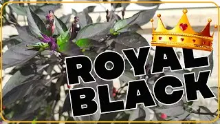 Royal Black - Annuum