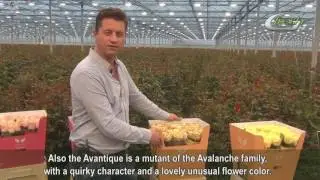 Arend Roses (English subtitles)