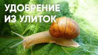 СУПЕР удобрение из слизней и улиток: как приготовить домашее биоудобрение и справиться с улитками