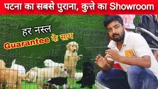 Biggest dog kennel of bihar. Rottweiler, german shepherd, Pomeranian, labrador, golden retriever.