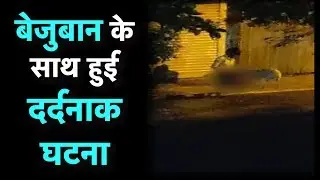 Navi Mumbai में युवक ने किया फीमेल डॉग का रेप, पुलिस ने किया युवक को गिरफ्तार
