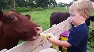 Сумасшедшие птицы нападают на детей