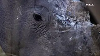 Welgevonden’s elephants in the rocks