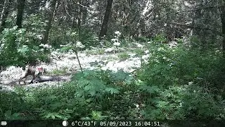 It's a bobcat!