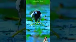 Heartwarming Rescue Mission: Saving Pheasant Tailed Jacana Chicks from the Rain! 