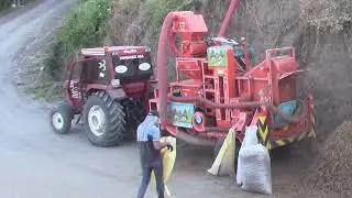 Harmandaki Fındığımızı Patoza Vuruyoruz