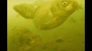 Расщелина и карась.