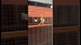 Голуби Кубани 🤍🕊️ @iz4660