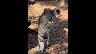 Catalover ❤️🐈♥️🐈‍⬛🥰 #kittens @sarwaraportugal