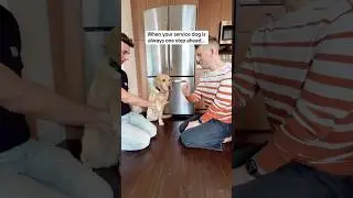 My service dog pranked me 😂 #shorts