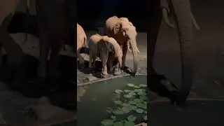 Salt Lick Safari Lodge - Elephants Drinking Water In The Lobby Terrace