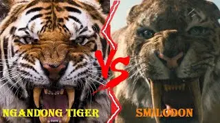 Ngandong Tiger VS Smilodon - Ngandong Tiger VS Smilodon Populator Who Would Win