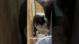 Друзья ужинают👍. Часть 1
