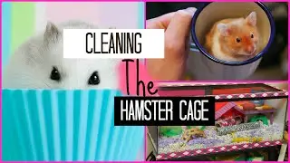 Cleaning Hamster Cage