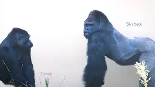 Excited Silverback Gorilla Chases After His Female | The Shabani's Group