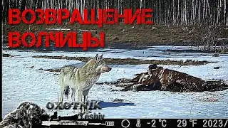 Волчица вернулась! Осенью будет ОХОТА!!!