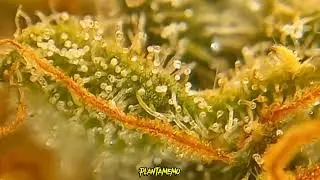 TRICOMAS e o Ponto EXATO para a COLHEITA