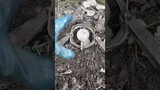 Проверка на лису