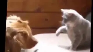 Кошки любят махать лапами Ужасно смешные!