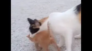 KITTEN