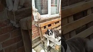 А Вы Разговариваете Со Своей Собакой? #юмор #ютуб #shorts #amstaff