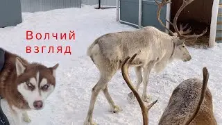 Оленья ферма под охраной собак
