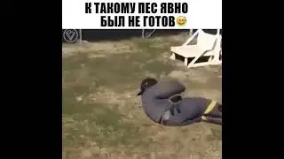 собака в шоке