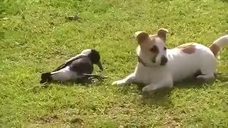Собака и ворона