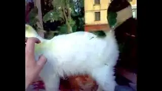 Редкие кадры! Зверство!!! (๏ç๏)