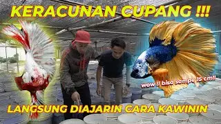WOW !! 19 RIBU EMBER CUPANG DEPAN MATA !!!