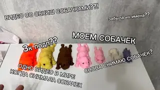 СКВИШ СОБАЧКИ|Один день в мире когда снимала сквиш собачек?