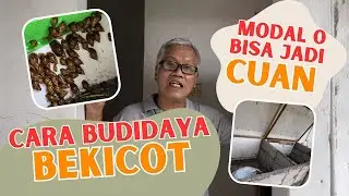 Cara Budidaya Bekicot - Modal Nol Bisa Jadi Cuan