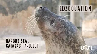 EdZOOcation: Harbor Seal Cataract Project