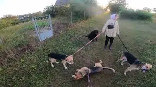 Прогулянка з п'ятьма собаками!
