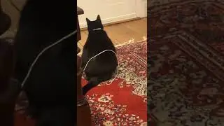 Shadow being a spaz