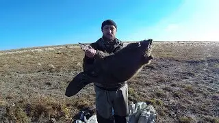 Охота на бобра,сперли капкан!?/проверка своей приманки