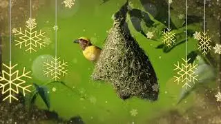 Wonderful Dancing Birds In the World Planet