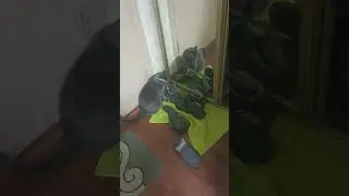 кот будильник