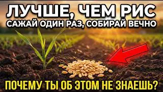 More useful than rice, it grows all year round and does not require replanting.