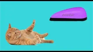 Kitten Krazy On Cat Chat Talking LumiLor