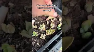 Free plants from Target?! Let’s see if this works #freeplants #succulents #targethaul #plants